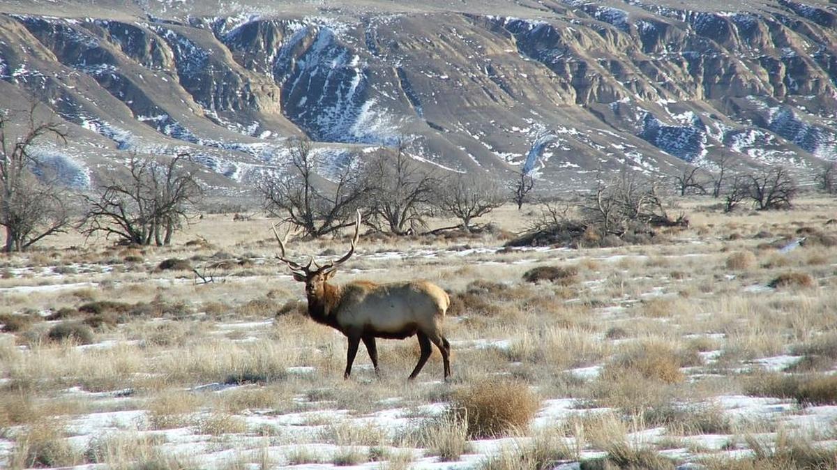 An elk in native habitat on the Hanford Nuclear Reservation. Despite areas of concentrated contamination, much of Hanford preserves the shrub-steppe ecosystem, supporting a wide variety of wildlife.