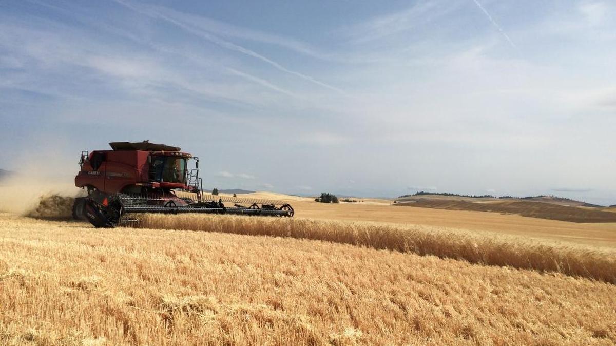 Barley harvest in Washington.