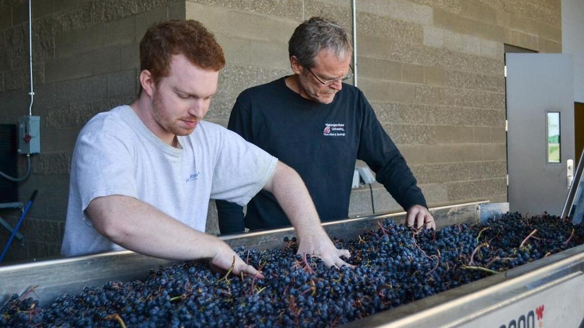 Intern Colin Hickey, left, and Thomas Henick-Kling. director of Viticulture and Enology, are seen at the Wine Science Center at WSU Tri-Cities.