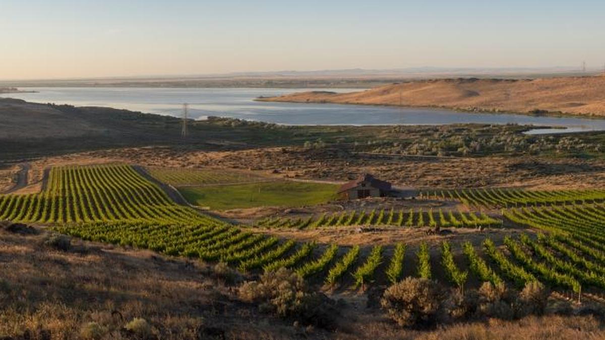 A panoramic view of the Spice Cabinet Vineyard of Mercer Estates, located in Horse Heaven Hills.