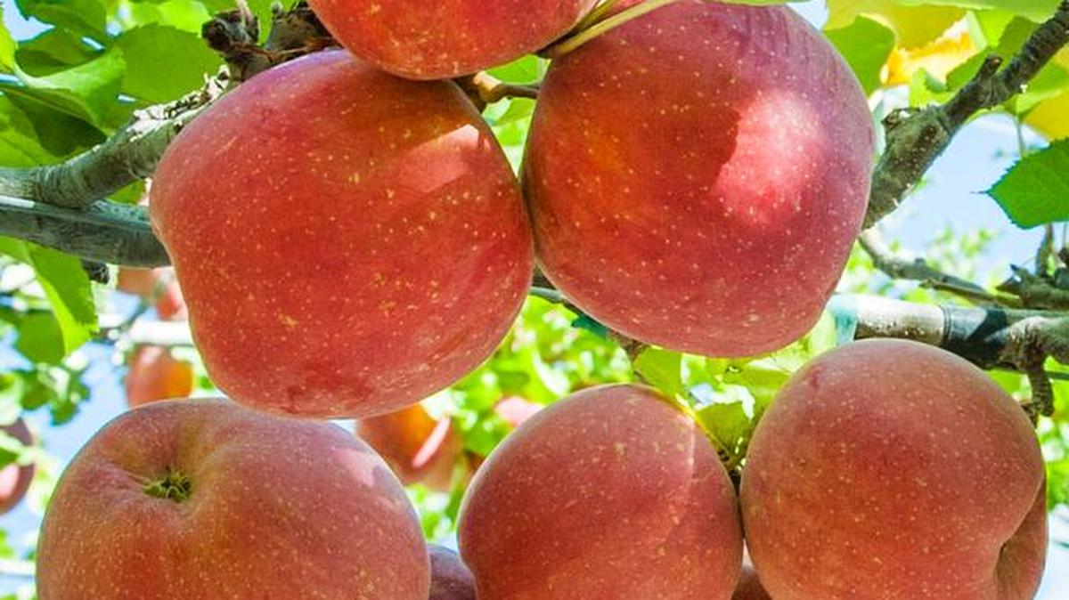 Fuji apples on the tree.
