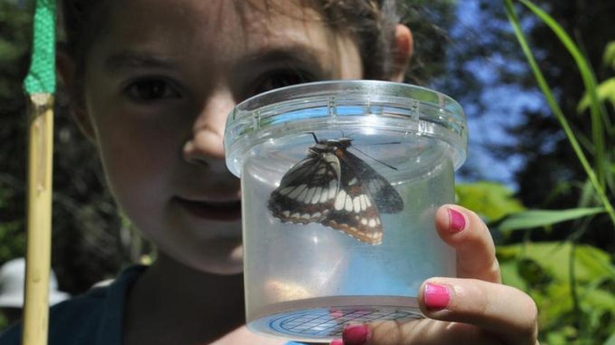 Olivia Allen, 7, became adept at netting, observing and releasing butterflies during a field trip sponsored by the Dishman Hills Conservancy.
