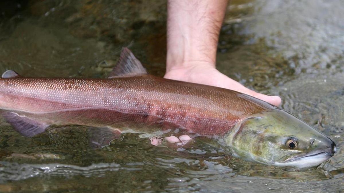 A Snake River sockeye salmon after its long migration back from the Pacific to Redfish Lake Creek.