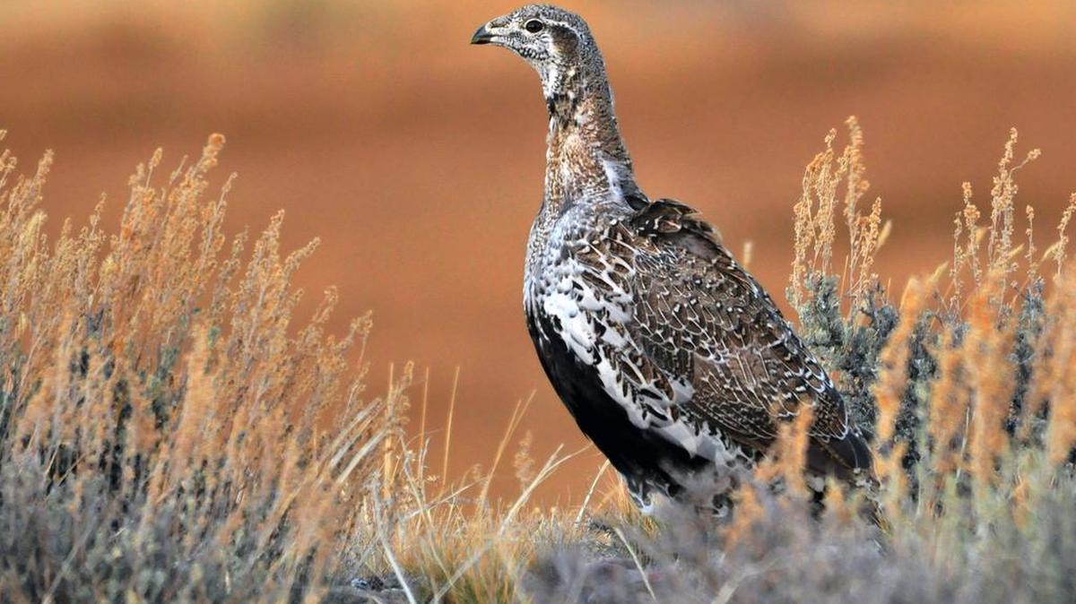 
A Greater Sage Grouse is shown at the Seedskadee National Wildlife Refuge in Wyoming. 
