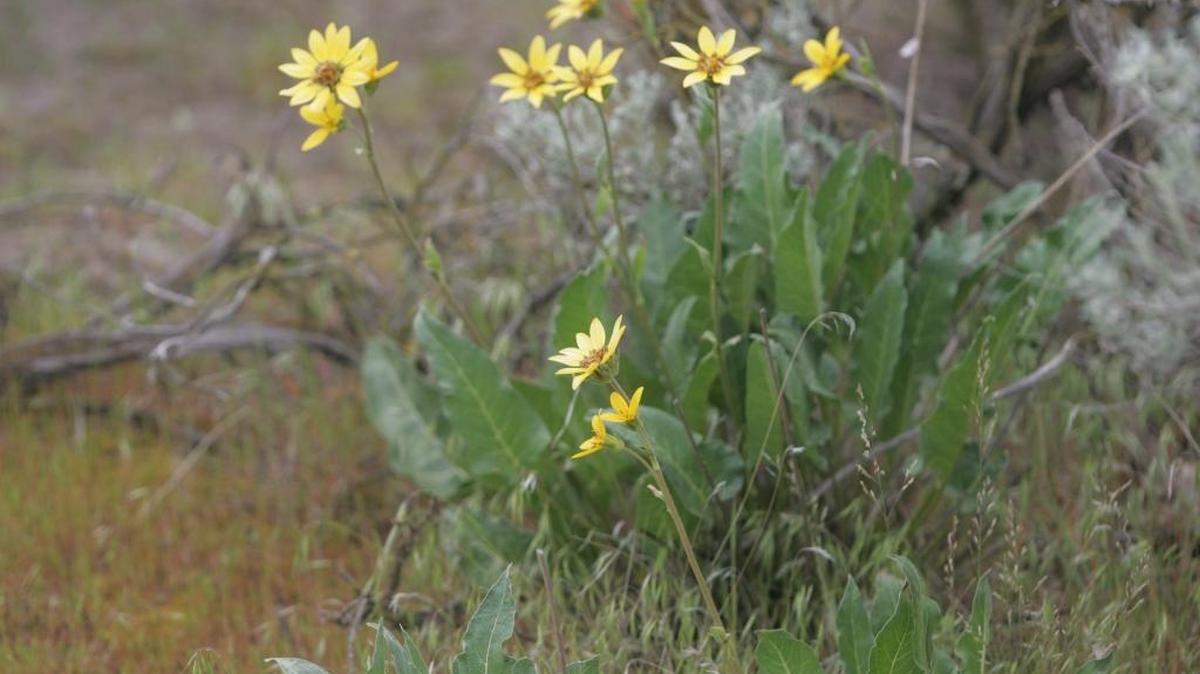 Flowers like these are found in South Richland's Amon Creek Natural Preserve.