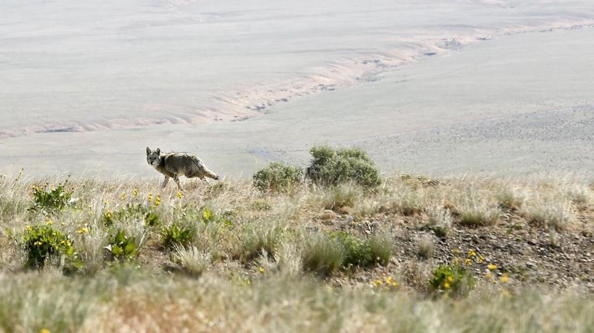 A coyote runs along a ridge adjacent to the road closed to the public that leads to the summit of Rattlesnake Mountain on the Hanford Reach National Monument area. The monument covers nearly 200,000 acres of mostly shrub-steppe land that is home to elk, deer and other wildlife, and includes the last free-flowing, nontidal stretch of the Columbia River.