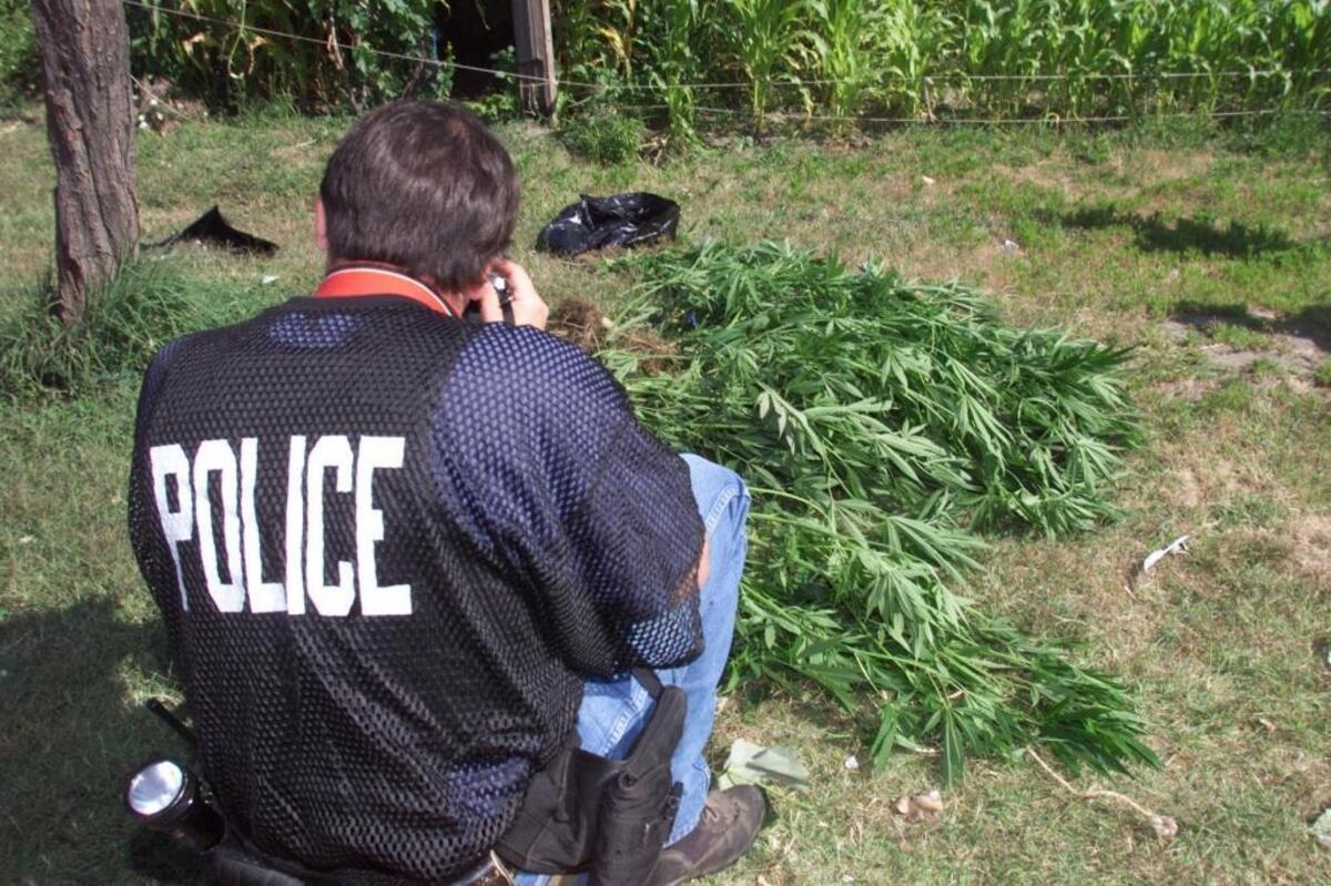 An undercover detective with the Tri-City Metro Drug Task Force photographs some confiscated marijuana plants discovered growing in a backyard garden.