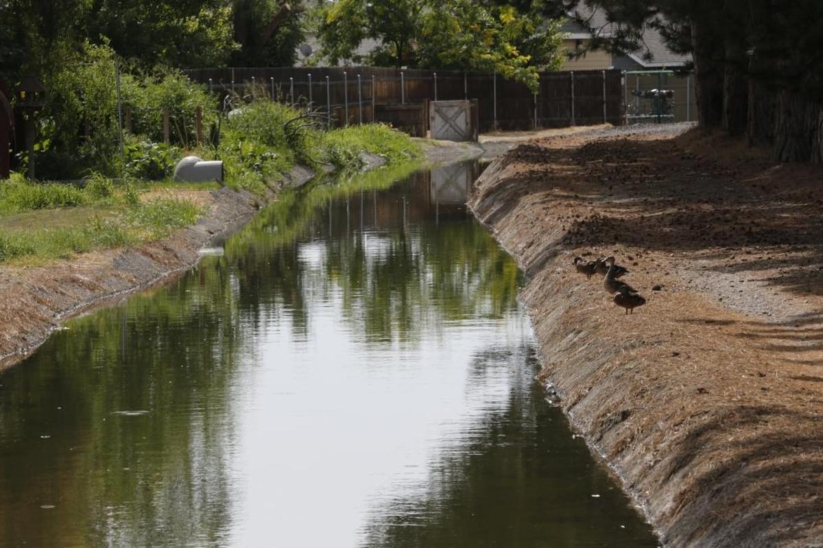Ducks sit on the edge of Kennewick Irrigation District's Highlift Canal.