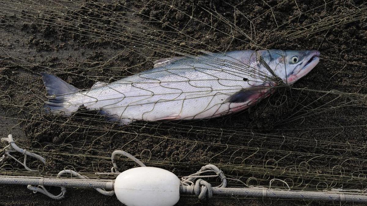 A salmon caught in a gill net. The Washington State Fish and Wildlife Commission voted in early March to temporally lift a ban on the commercial use of gillnets on the main-stem of the lower Columbia River, from its mouth to the Bonneville Dam.