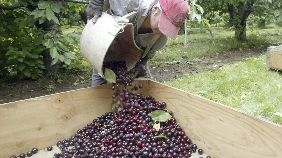 Washington state relies on a lot of workers for help with fruit and vegetable production.