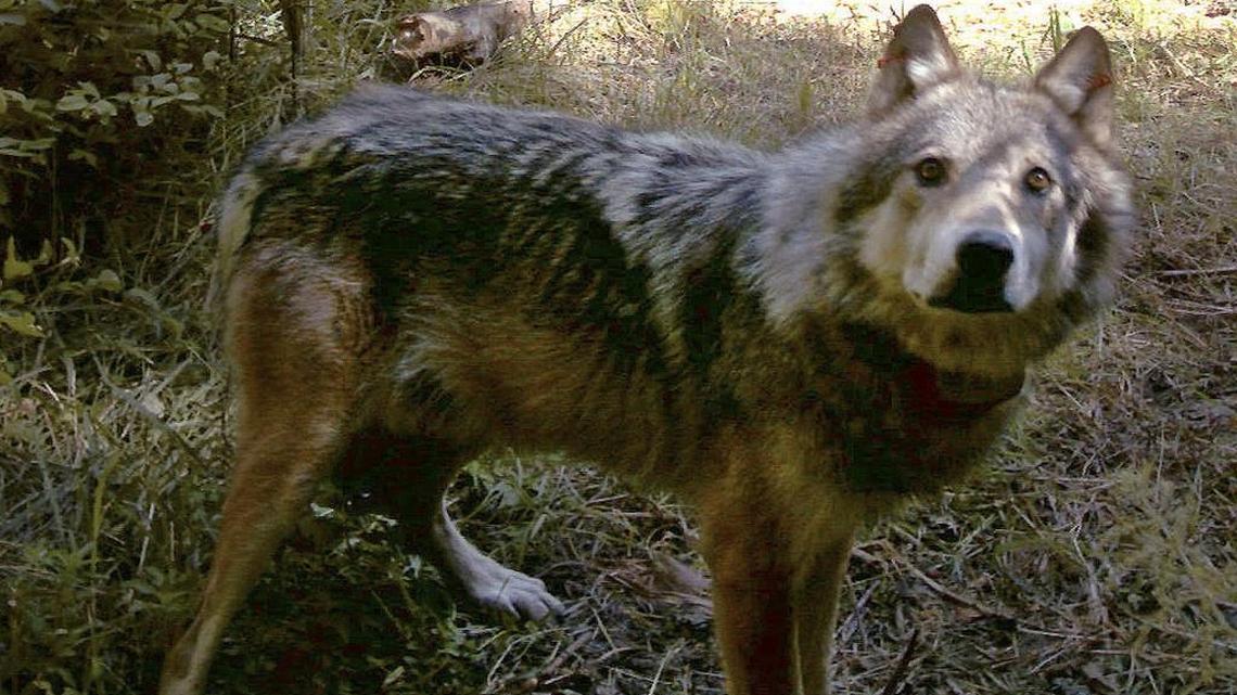 In this file photo provided by Conservation Northwest, an adult gray wolf caught by a remote camera is shown in Okanogan County's Methow Valley in Washington. Wolves are thriving in Washington, primarily on the eastern side of the Cascade Range. That has sparked some debate among ranchers and environmentalists.
