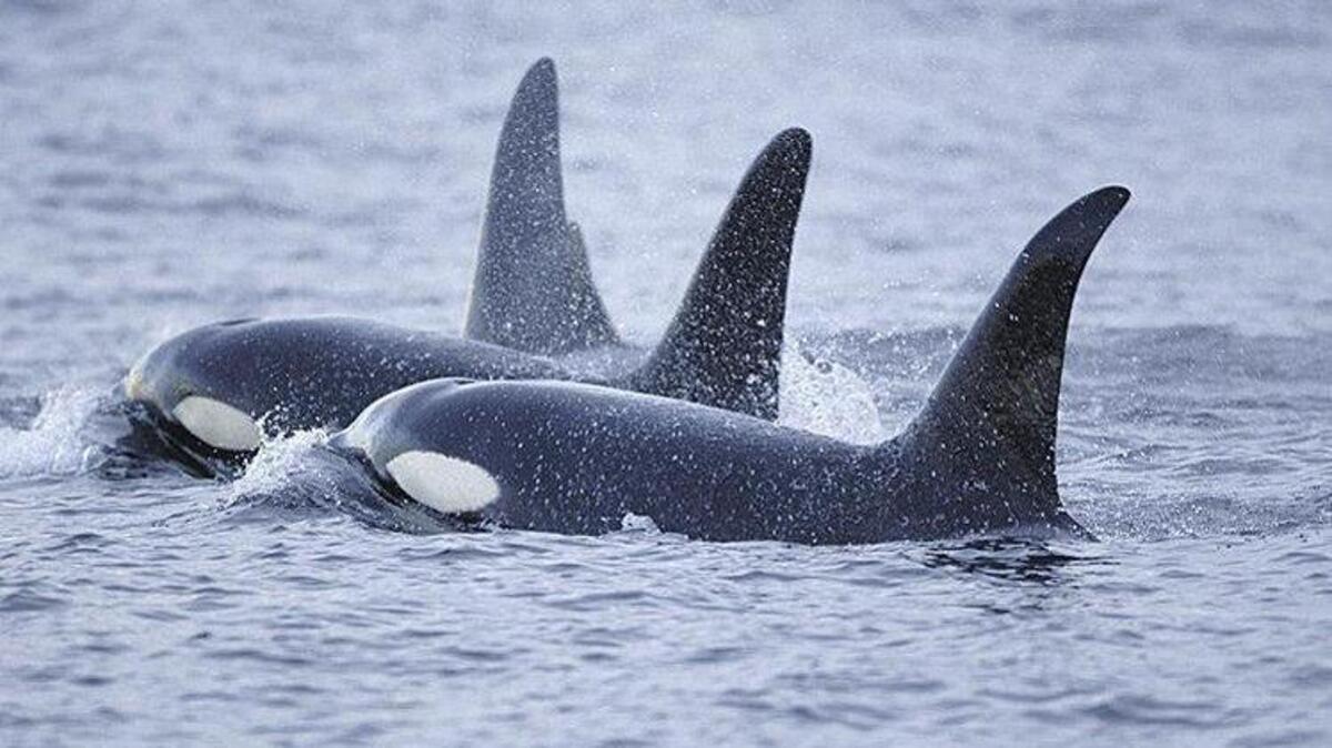 Orcas travel off the coast of Washington state.