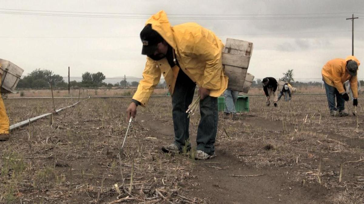 Farm workers cutting asparagus