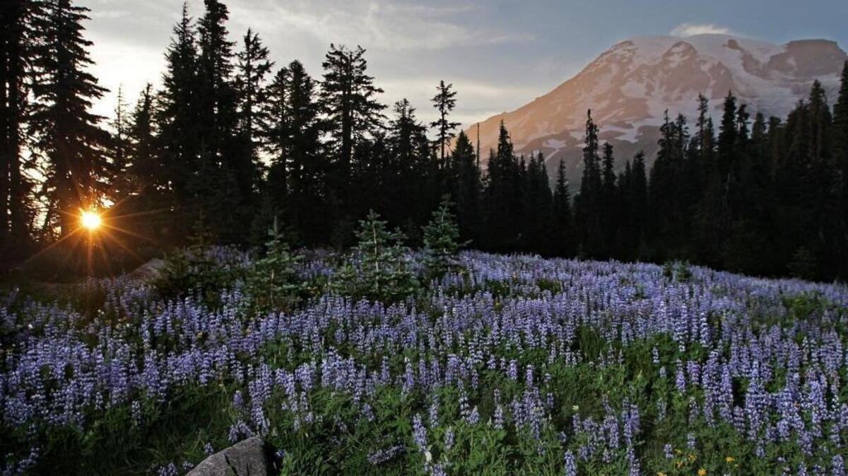 The setting sun cast a glow on Mount Rainier as a meadow of lupine is falls into shadows in the sub-alpine meadows above Paradise.