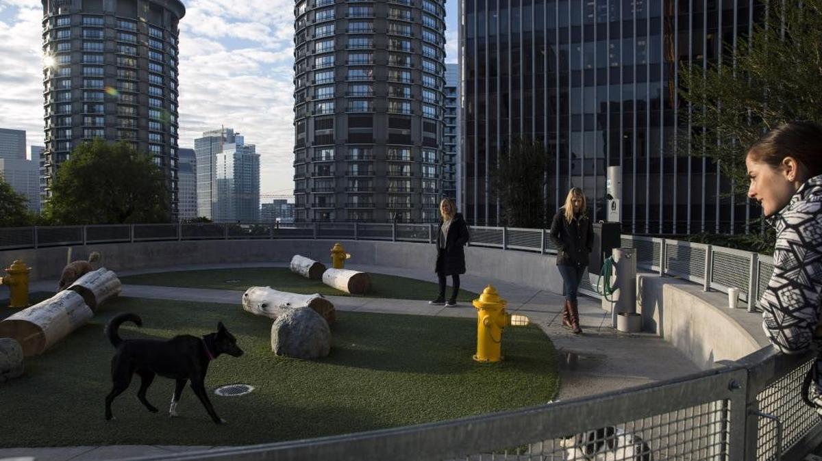 Amazon employees spend time with their dogs at a 17th-floor dog park last year on the company’s campus in Seattle. For Seattle, Amazon reshaped how the city sees itself and, in turn, is seen by the world. How millenials might affect the Tri-City workforce is the topic of the August meeting of the Columbia Basin Badger Club.