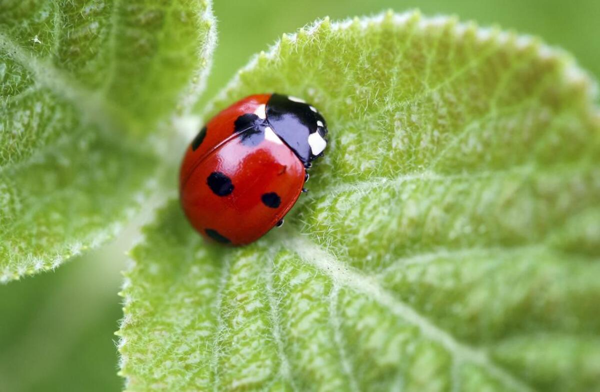 A beautiful ladybug on a leaf.