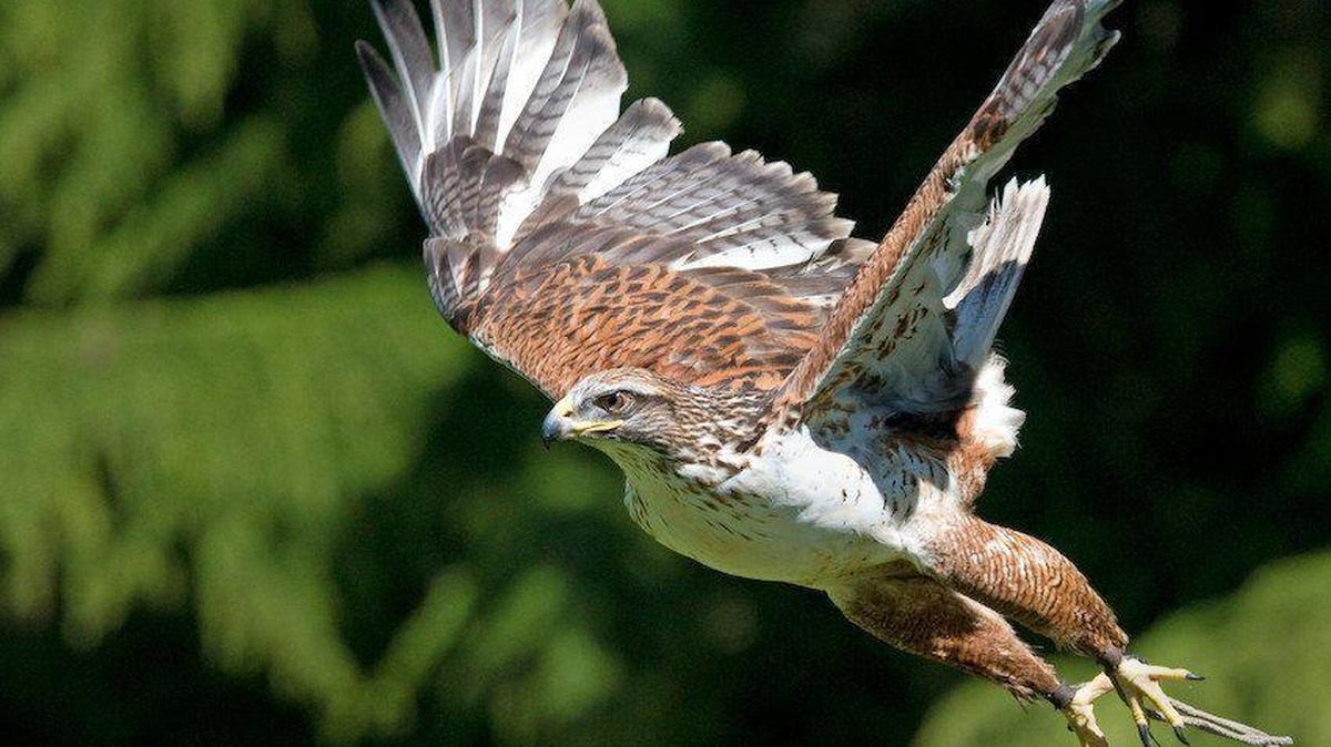 Ferruginous Hawk