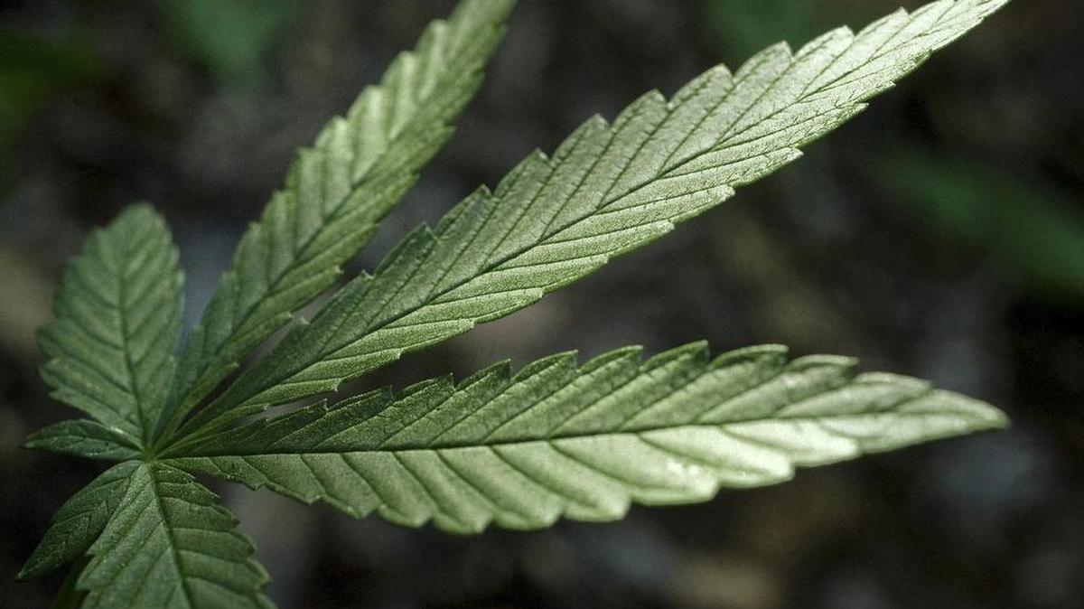 Legal marijuana will be the topic at the April 18 Columbia Basin Badger Club meeting.