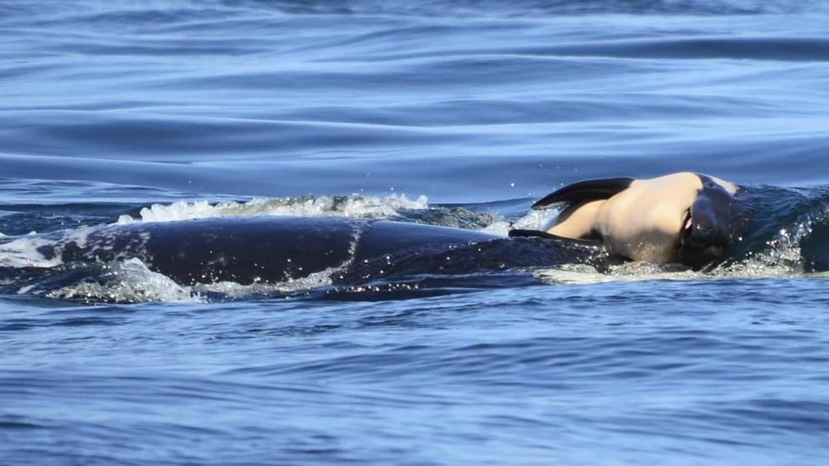 In this photo taken Tuesday, July 24, 2018, provided by the Center for Whale Research, a baby orca whale is being pushed by her mother after being born off the Canada coast near Victoria, British Columbia. The new orca died soon after being born.
