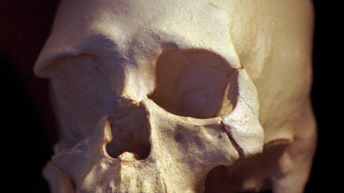 A plastic casting of a controversial 9,200-year-old skull from the bones known as Kennewick Man discovered along the banks of the Columbia River in Kennewick