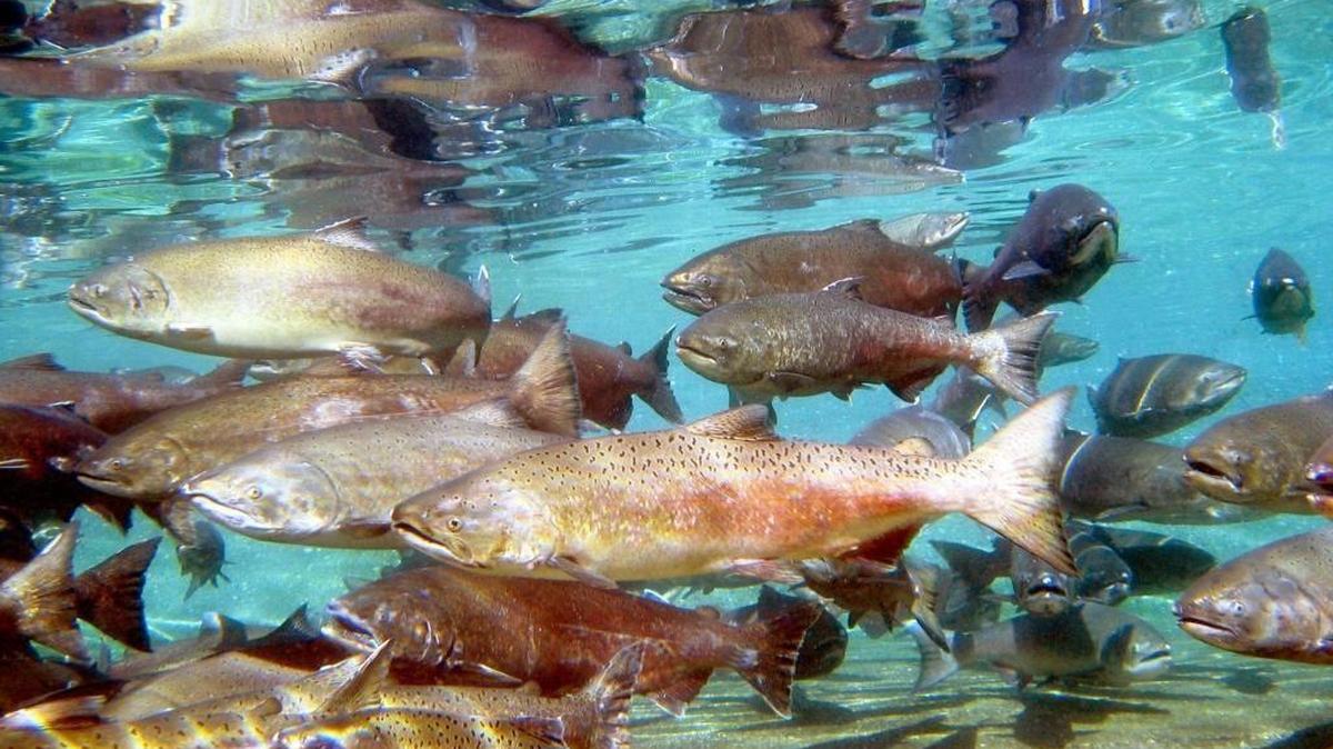 Gov. Jay Inslee contends the state has one of the largest, most comprehensive water quality assessments in the nation — conducted in partnership with Tribes in Washington.
