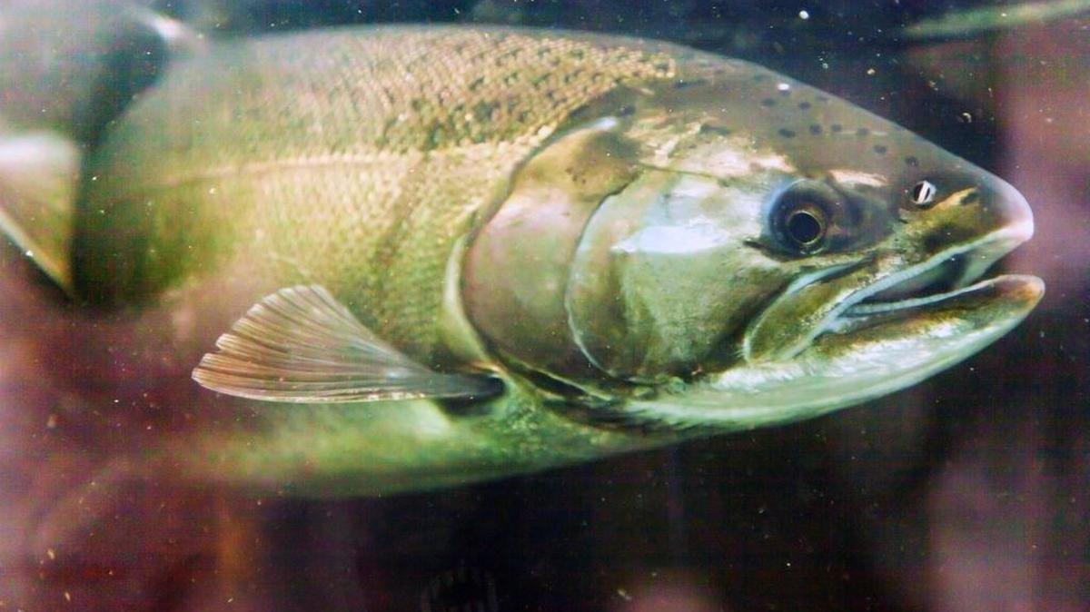 In light of $6 billion in new state revenue projected for the next biennium, state salmon recovery efforts deserve a boost.