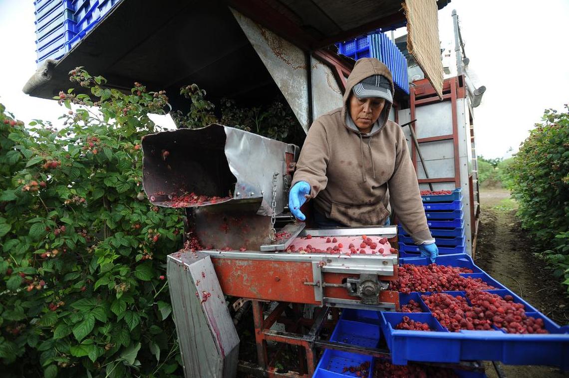 A worker sorts raspberries on a berry harvester north of Lynden, Wash, in 2013. Most growers don’t yet have a grasp on this year’s heat wave financial toll.