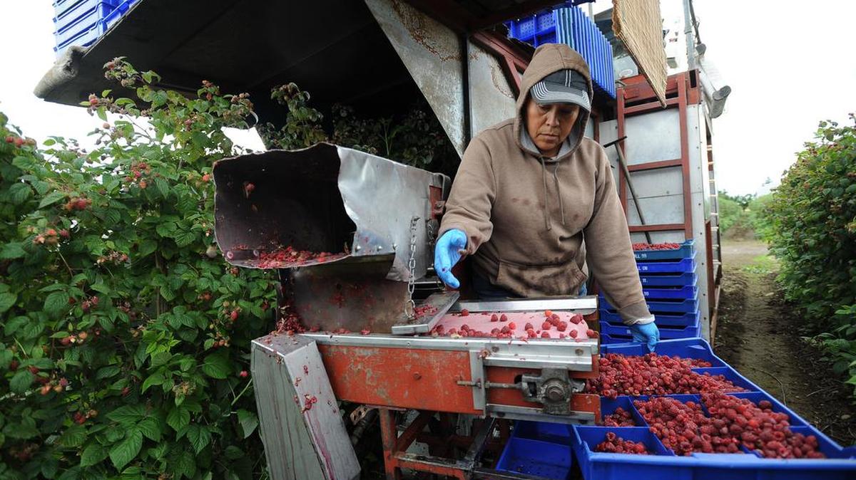 A worker sorts raspberries on a berry harvester during the first picking of raspberries north of Lynden, Wa. in this file photo