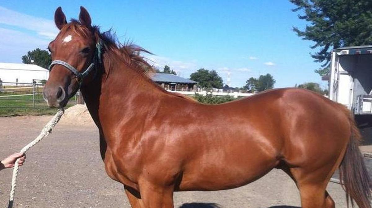 Heza Dasha Fire, owned by Don, Kathy and Shawn Meneely of Kennewick, has dominated quarter horse racing at Los Alamitos in California over the past two years.
