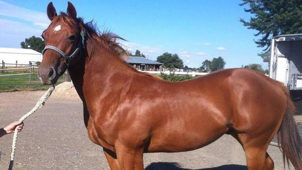 Heza Dasha Fire, owned by Don, Kathy and Shawn Meneely of Kennewick, has dominated quarter horse racing at Los Alamitos in California over the last two years. His half-brother Ima Fearless Hero also is making waves.