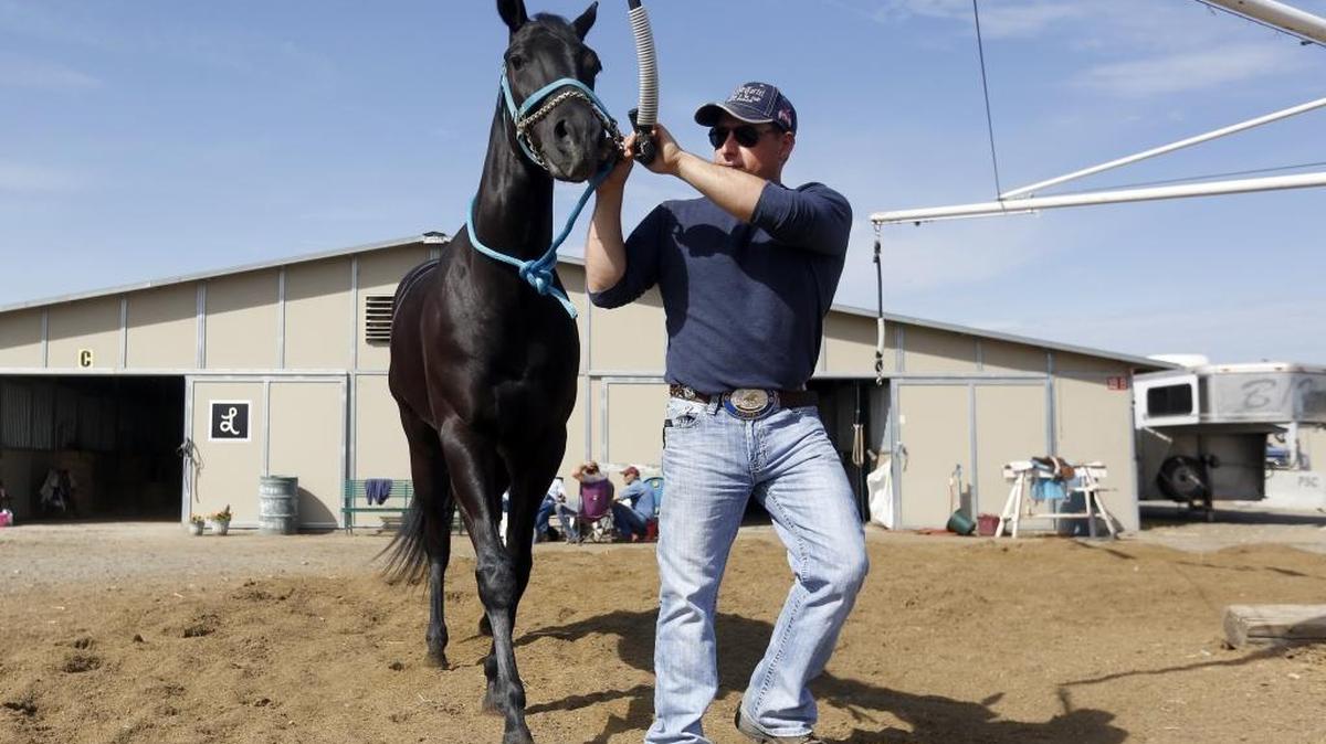 Horse trainer Hector Magallanes leads Shadow Katt around a horse walker Wednesday at the Benton County Fairgrounds. This weekend is the last weekend of the Sun Downs horse races with post times at 1 p.m. on Saturday and Sunday.