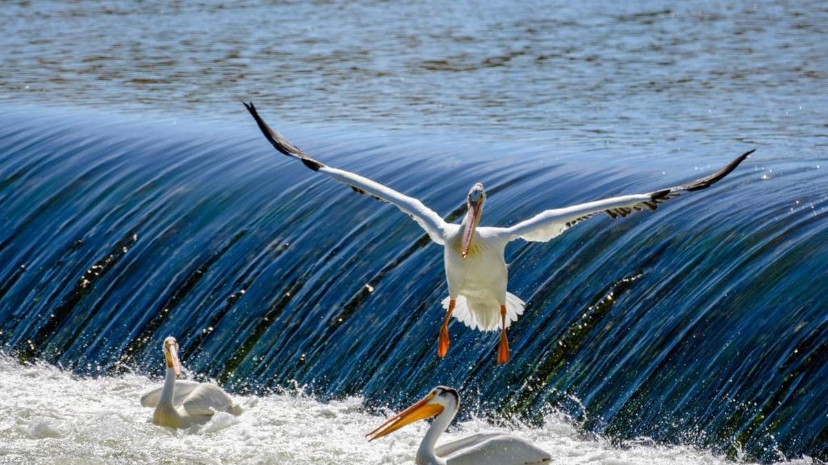 Yvette Fitzjarrald of Prosser took this photo of the pelicans at Horn Rapids Dam in Benton County on Saturday. To share your photos, visit tricityherald.com/sendphoto.