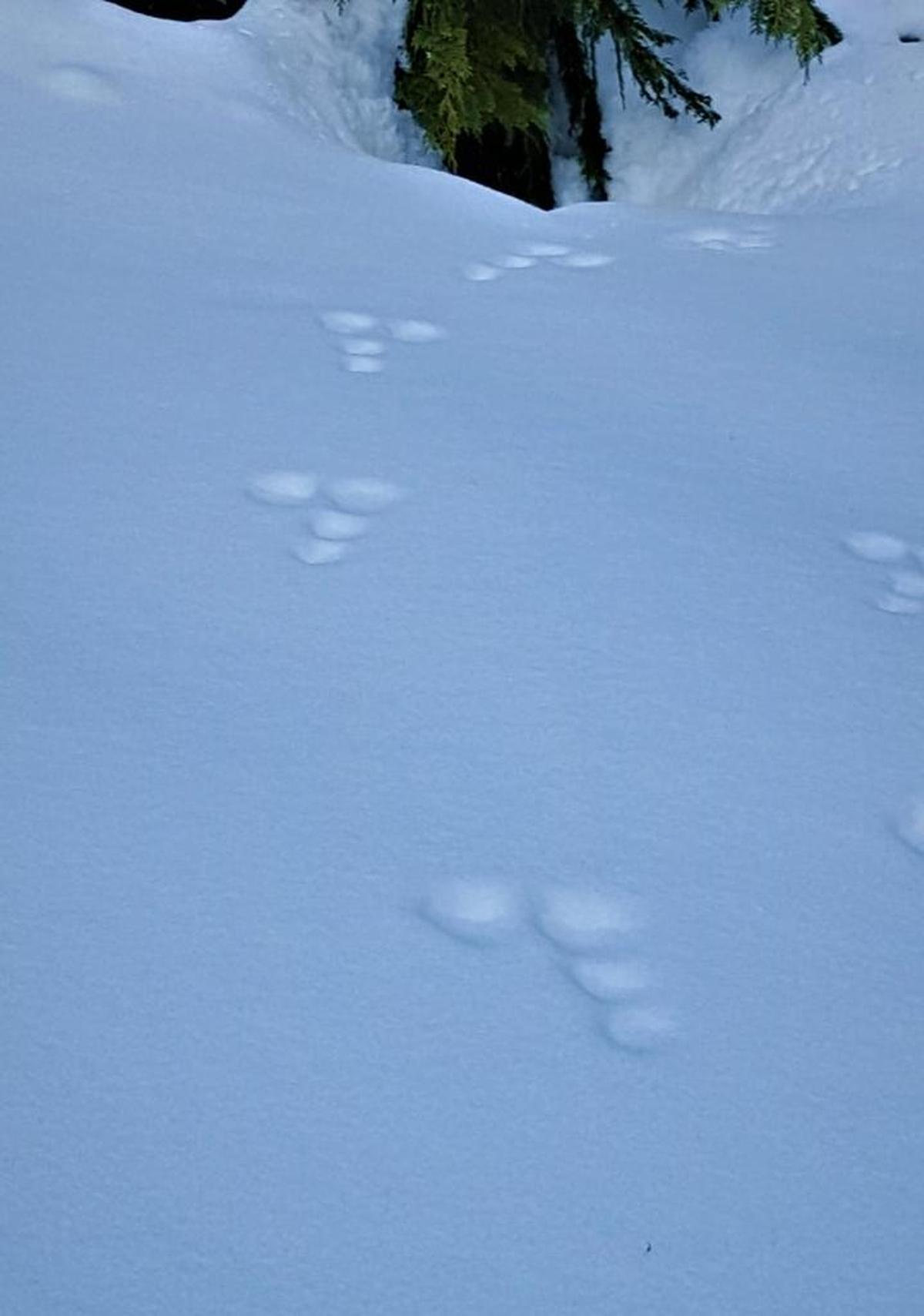 Rabbit tracks adjacent to a trail near Chinook Pass (Highway 410).
