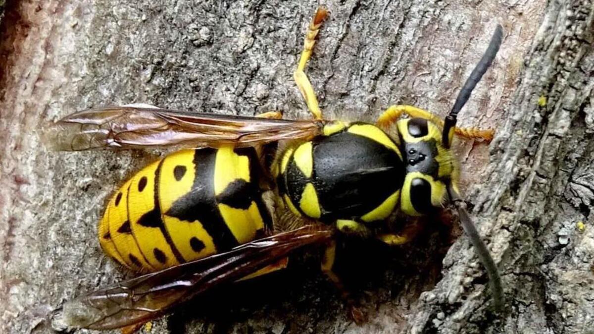 A yellowjacket queen, shown here, is a bit larger than the workers.