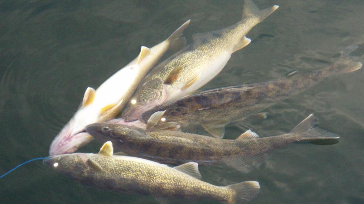 Are these fish safe to eat? It might be prudent to check out the latest consumption advisory for your favorite stretch of river before deciding to take a fish home for dinner.