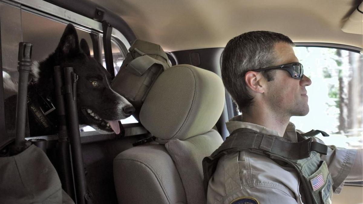 Jax, a 1-year-old Karelian bear dog, rides with his handler, Washington Fish and Wildlife Department officer Keith Kirsch.