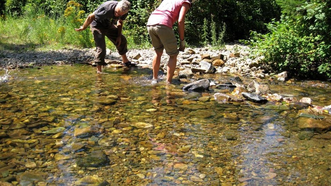 Recreational dam builders blocking critical fish movements