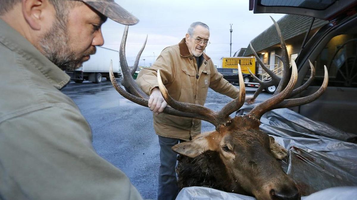 Tyler Ono, owner of Tri-City Taxidermy, left, helps Richland hunter Harvey Huisingh unload his bull elk at his Kennewick business. Huisingh hired Ono to do a shoulder mount of the animal.