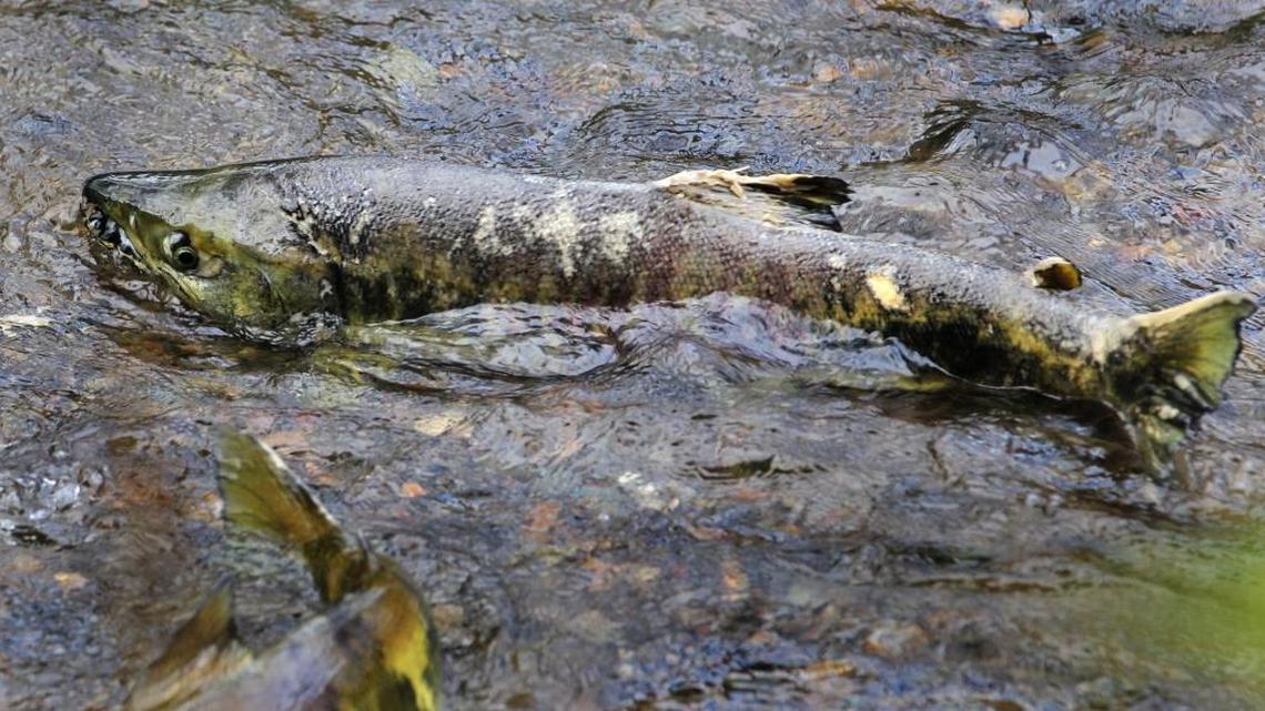 Chum salmon prove surprisingly resistant to pollution