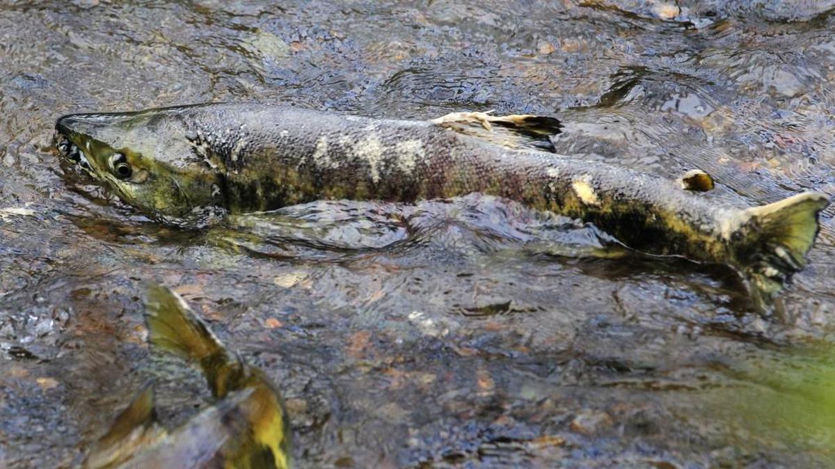 Scientists at Washington State University’s stormwater research center in Puyallup discovered that chum are unaffected by the same levels of toxic road runoff that kills coho.