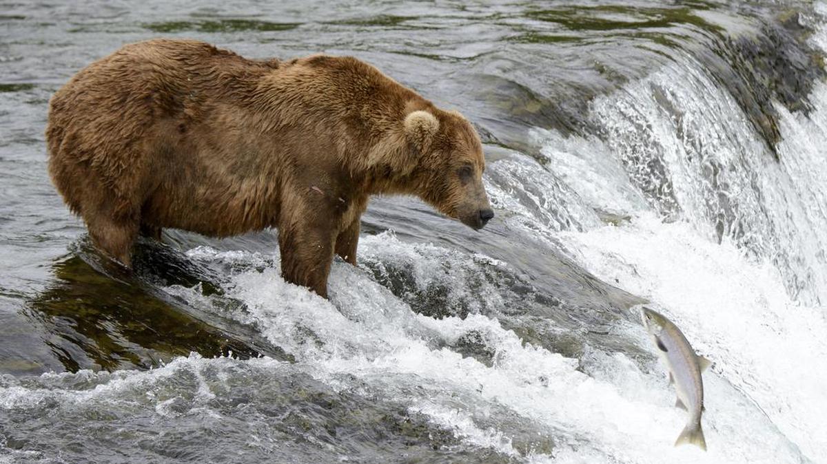 
FILE - A bear waits for salmon to land within easy reach as they leap the falls on the Brooks River in Alaska. According to a new archaeological study, researchers discovered salmon remains in a cooking hearth at the Upward Sun River archaeological site in central Alaska that are 11,500 years old. The remains are the earliest confirmed evidence of salmon consumption in North America, the researchers said.
