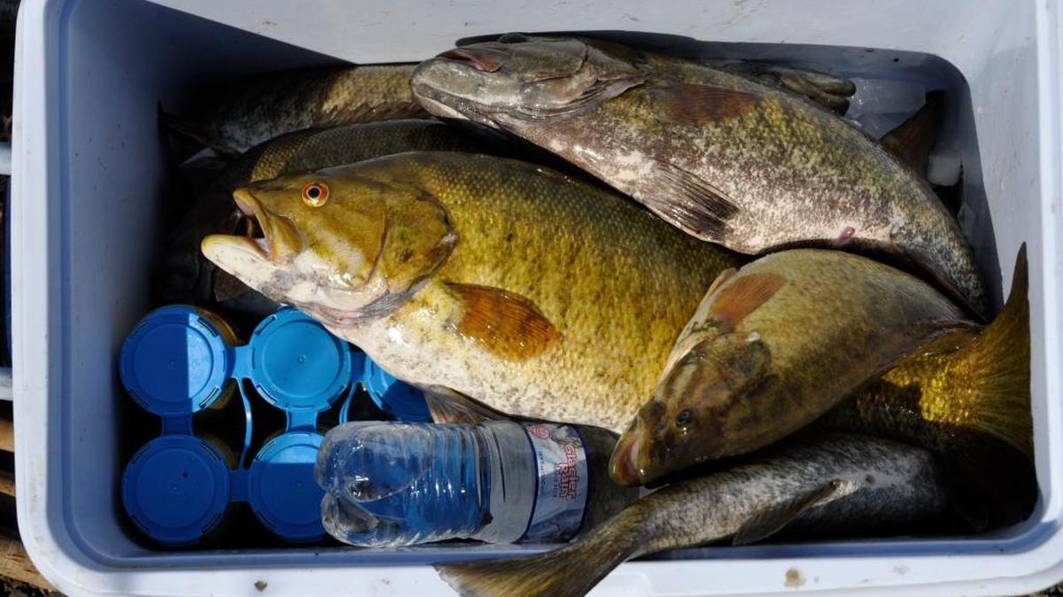 Washington removed catch limits on smallmouth bass in the Columbia River so anglers could harvest more of the non-native predators.