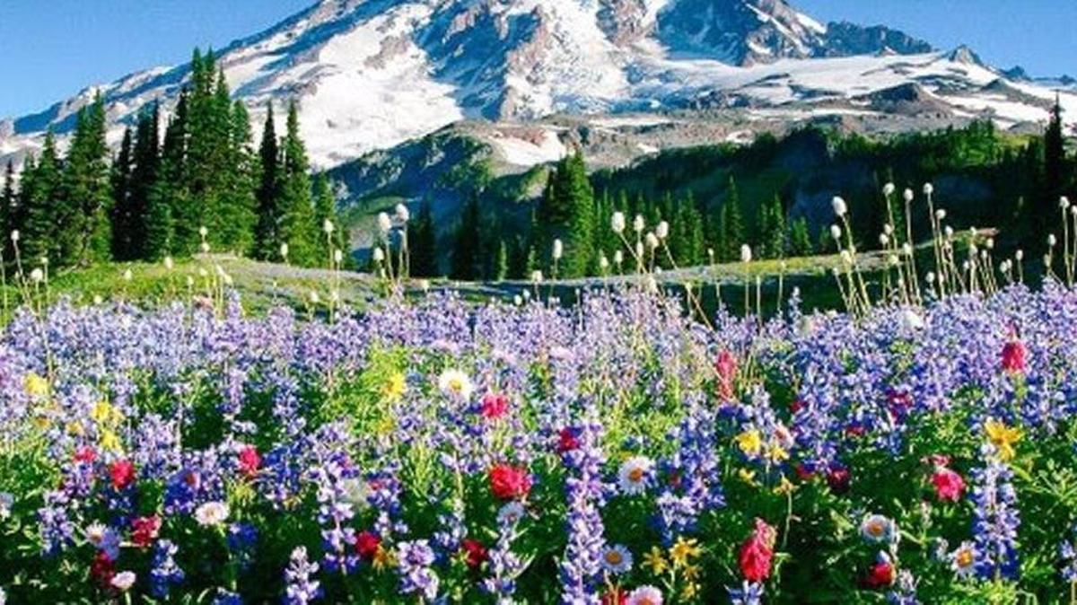 It’s easy to see why Mount Rainier was voted Best Wildflower Spot in the United States.