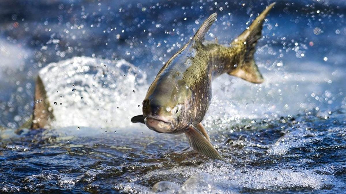 University of Washington study finds that acidification of the oceans is taking a toll on salmon’s sense of smell, a key way of detecting predator fish.